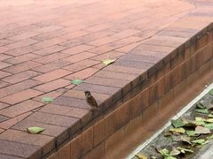 -香港大学
