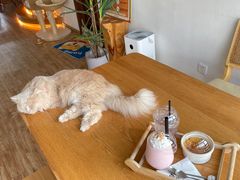 -猫小主咖啡·猫咖cat cafe(福田店)
