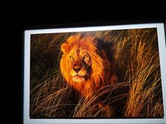 -罗红摄影艺术馆