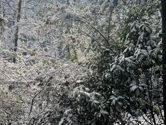 -云碧峰国家森林公园