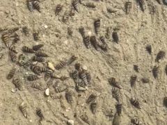 -北海金海湾红树林生态旅游区