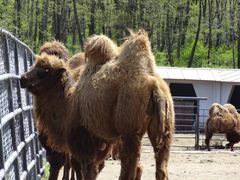 -哈尔滨北方森林动物园