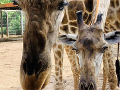 -清迈夜间动物园