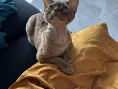 -山宅一喵德文卷毛猫舍