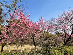 -南山植物园