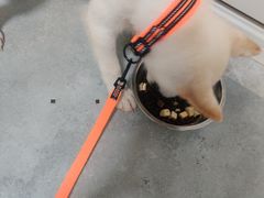 -翊宠yipet猫狗购宠庄园犬舍•猫舍