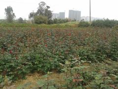 -三圣花乡旅游区