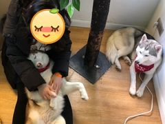 -Husky Go! 哈士奇体验馆·宠物咖啡厅狗咖