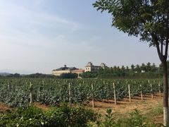 -北京张裕爱斐堡酒庄