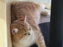 -Heymao猫咖.咖啡厅(东门店)