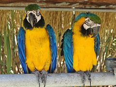 -西霞口神雕山野生动物世界