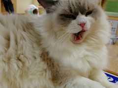 -猫和宫(六道口店)