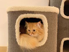 -猫腻·猫咖·撸猫馆(星光大道店)
