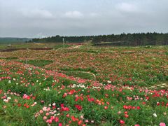 iphone_upload_pic-北纬44度·金珠花海休闲农业旅游景区