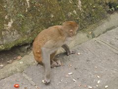-黔灵山公园