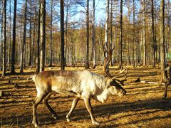 -北极村旅游风景区
