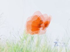 -嘉北郊野公园