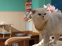 -绒爪撸猫下午茶·猫咖