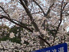 -高东镇樱花园