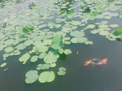 -鹅湖玫瑰文化园