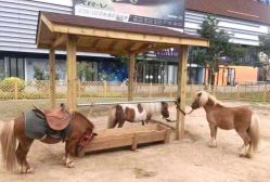 -萌宠亲子动物乐园(槐房万达店)