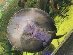 -江和美海洋公园