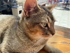 -喵屿·大理花园猫咖