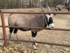 -大连森林动物园