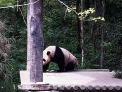 -中国大熊猫保护研究中心雅安碧峰峡基地