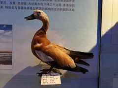 -青藏高原自然博物馆