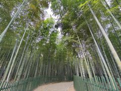 -树山生态村