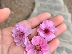 -香雪海