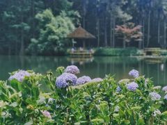-昆明植物园