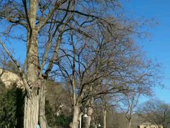 -延安杨家岭革命旧址