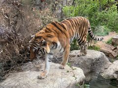 -天秀花园古月园