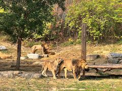 -北京野生动物园