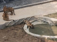-深圳野生动物园