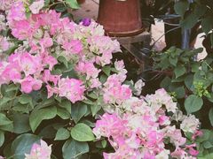 -桂林市花鸟市场