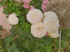 -大塘金香草谷