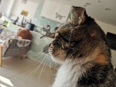 -平行世界·猫咖(首经贸店)