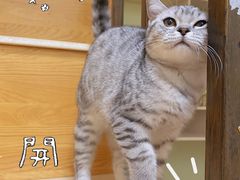 -瑞派天宁宠物医院·猫科·异宠中心