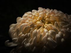 -杭州植物园