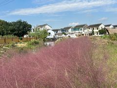 -莲花岛景区