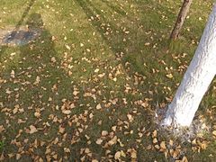 -四川大学(华西校区)