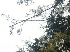 -武汉大学-樱园