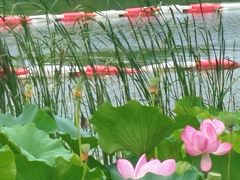 -金鸡湖桃花岛