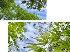 -南山植物园