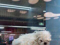 -FAELING PETS美天灵宠物(合生汇店)