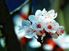 -棠湖公园