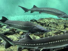 -太平洋海底世界